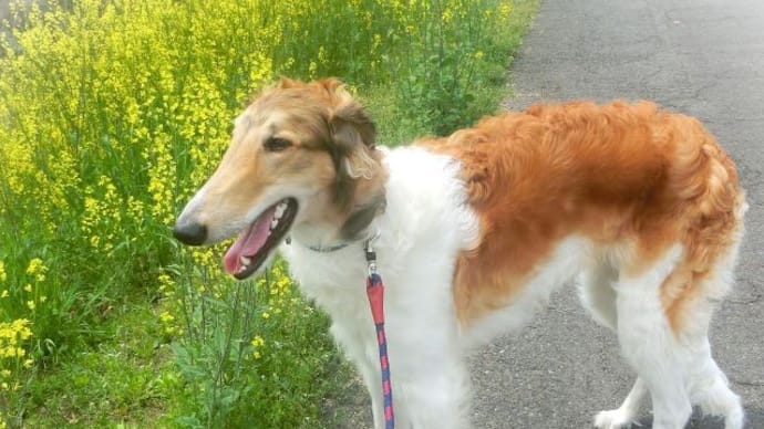 菜の花散歩♪