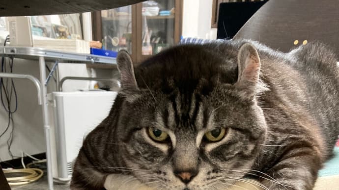 20220329の猫たちと時々犬