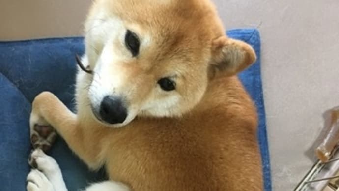 愛犬の「いってらっしゃい」と「おかえり」