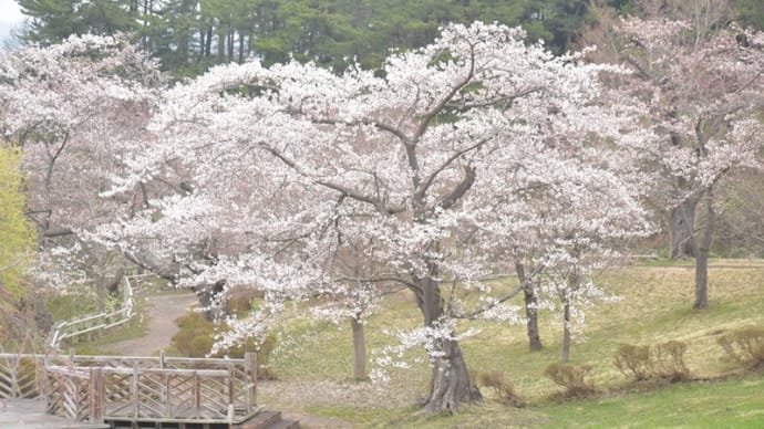 芦野公園の桜と電車、うさぎ