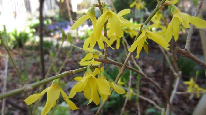 枝に咲く黄色い花