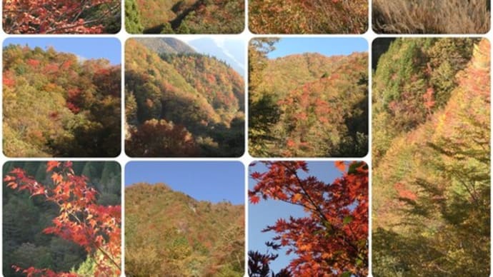 紅葉だより!速報!!令和4年10月20日 落合峠周辺から!!