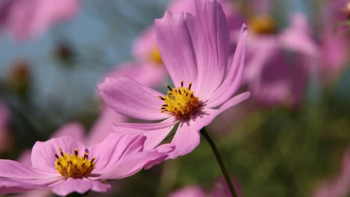 花を撮る