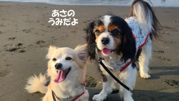 「砂イルカ」さんに会ってきました(^_^)