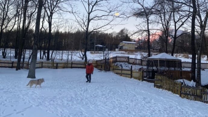 再び雪のドッグラン❄️