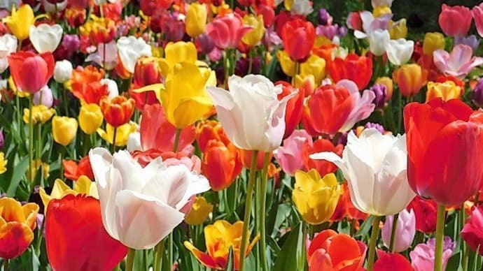 #8600 横浜公園のチューリップ🌷