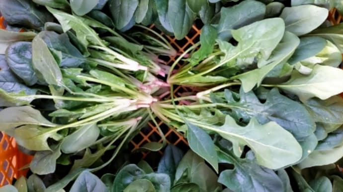 今週の野菜 2021.1.28