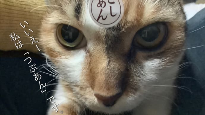 本当に医者?