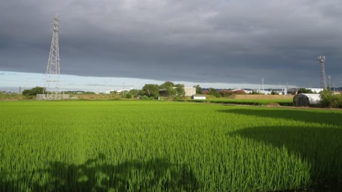 2019/08/12 【秋きゅうり】の定植