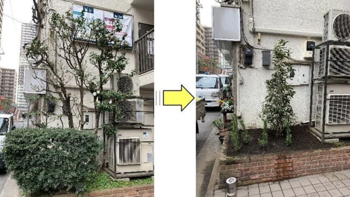 マンション花壇内の植栽伐採伐根し植栽植え込み作業