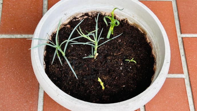 やっと越冬カーネーションの「挿し木🌱🌱🌱」を・・・暑かった〜🥵