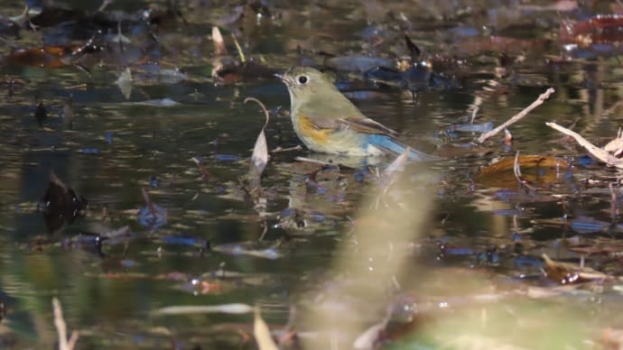 ルリちゃん、水浴び🍂