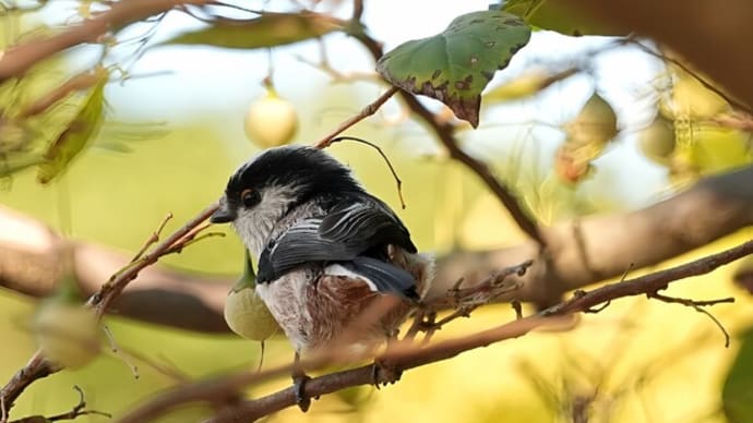 野鳥日記 身近にいる鳥たち kasuga
