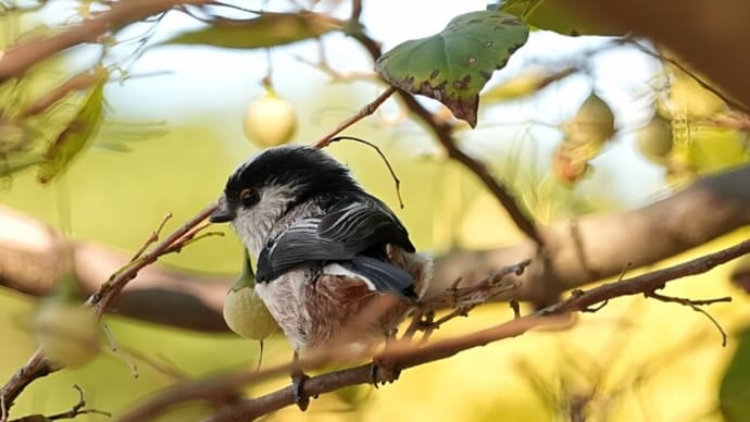 野鳥日記　　身近にいる鳥たち　kasuga　　