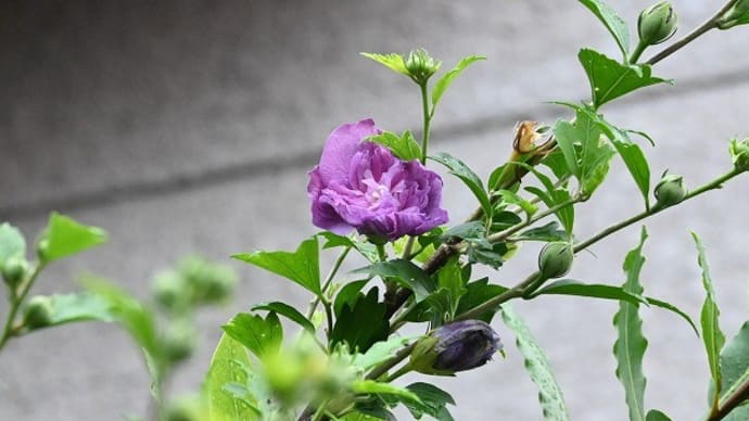 梅雨（夏）に咲く花・・・ムクゲ