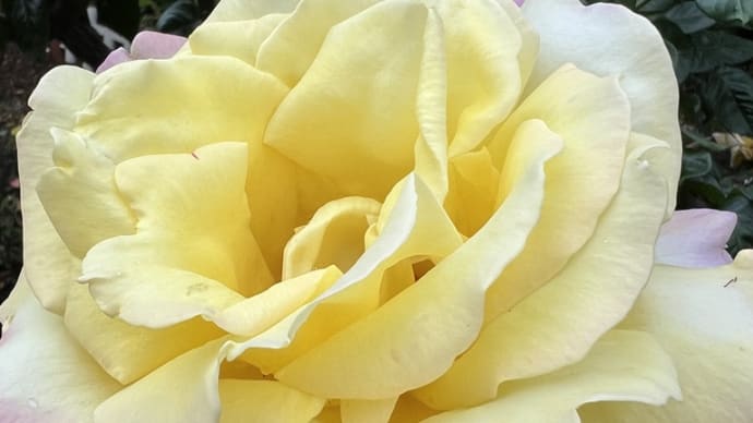 五月のバラ 花の香りに包まれて