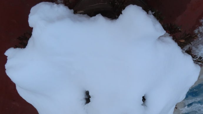 雪の妖精いたよ!