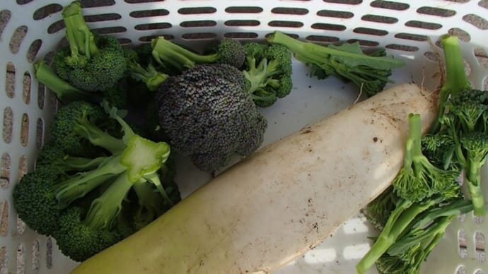 ママさんの多肉植物