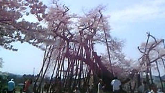 山形の桜、満開です。