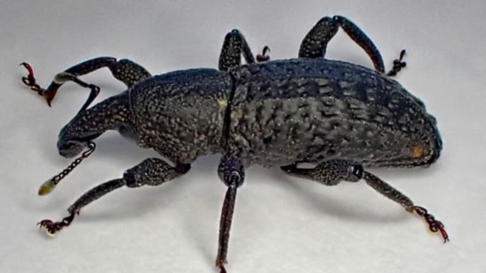 オオイカリゾウムシ