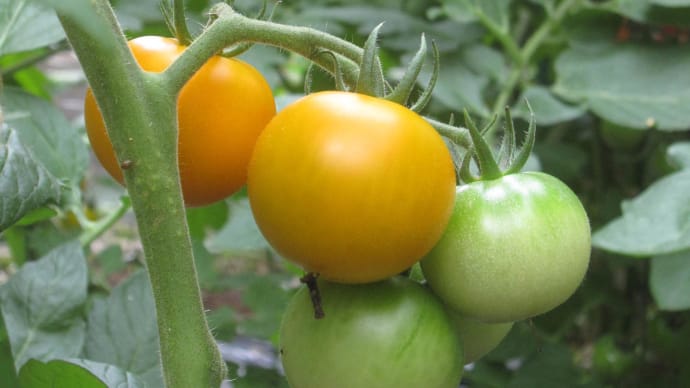 トマトやキュウリの収穫