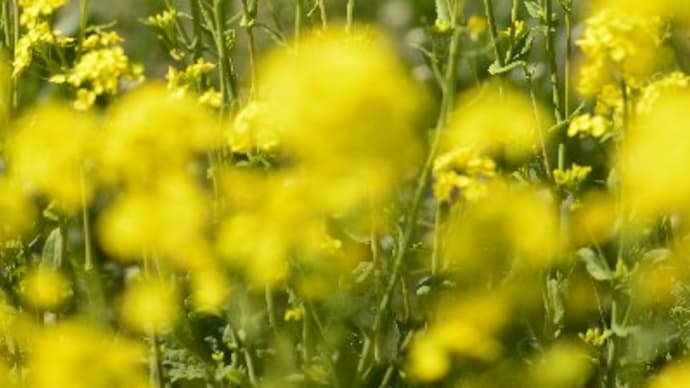 南房総のお花畑