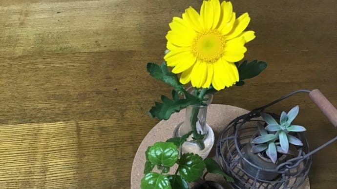 黄色い花を食べる?
