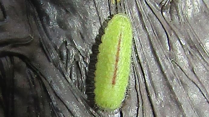 ウラナミアカシジミ若齢幼虫20200426