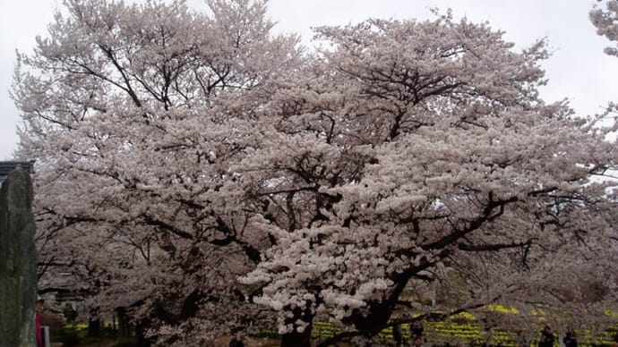 三大桜①山高神代桜&スエズ運河再開&厚労省23人会食&防衛庁機密,Lineで&U24爾戦リベンジ・・&蒙戦・・&腎移植8年&吉右衛門緊急搬送&福原愛,電通&進撃,今冬残り&Sサッカー最終回っ!
