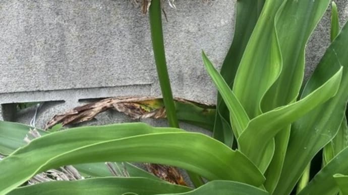 ハマユウの花