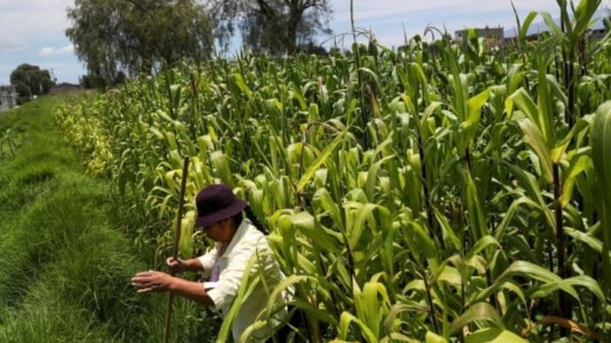 ＵＳＴＲ、遺伝子組み換え農産物制限巡りメキシコに公式協議要求
