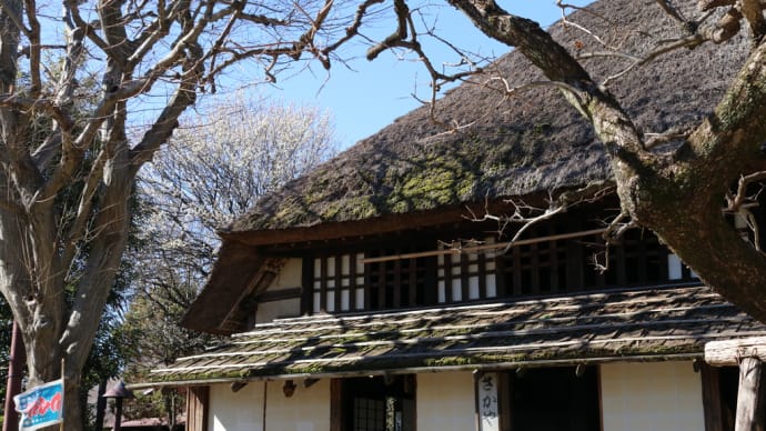 次太夫堀公園の梅