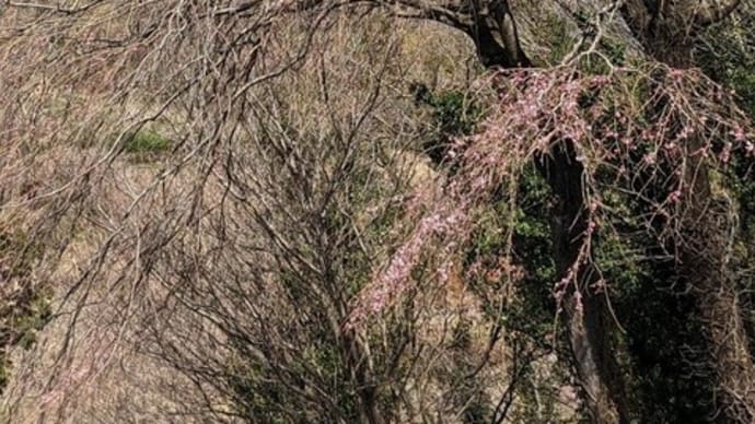 篠窪（しのくぼ）より　カリマタの枝垂れ桜の開花状態の確認（花便り　2024/03/30）