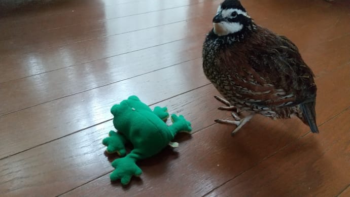 カエルの合唱団付きのコンサートでした。