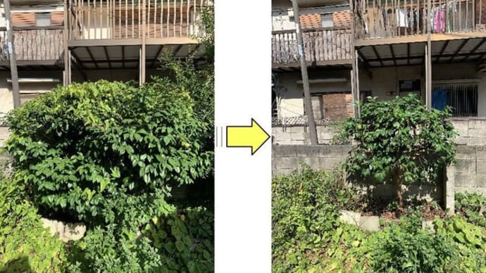 つる性雑草に覆われてしまった椿の剪定作業