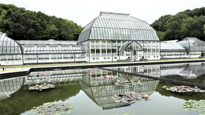 東山植物園 ② 睡蓮&温室内の花々 & 半夏生