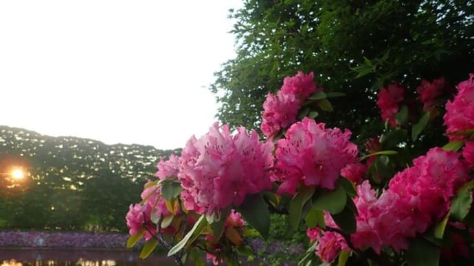 高嶺の花