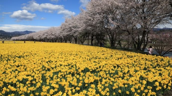 岩井親水公園の水仙と桜2025