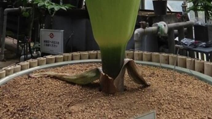 バカデカイ花?
