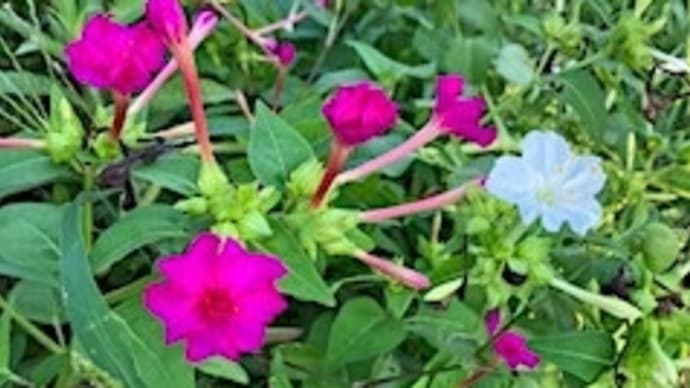 おしろいの 花の紅白 はねちがひ