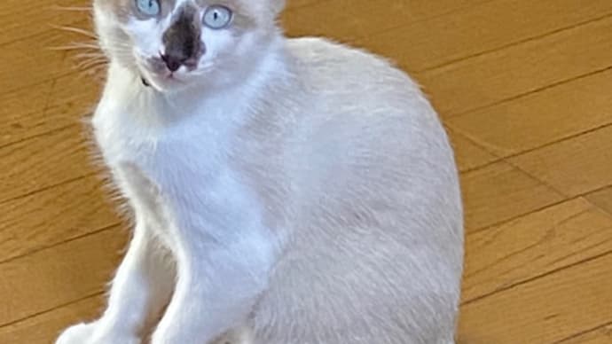お願い！でないでね