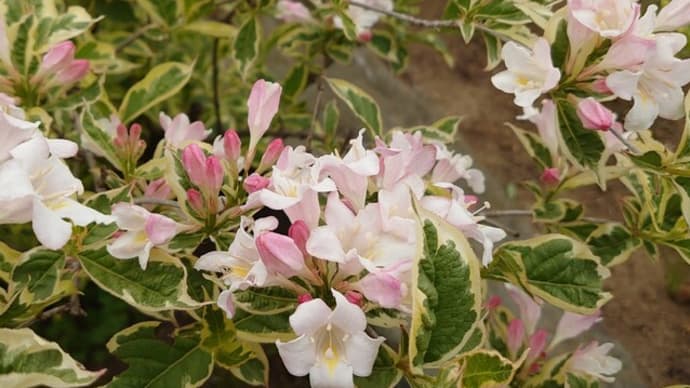 4/25(火)芍薬園〜🎵あなたの空を翔びたい🎵