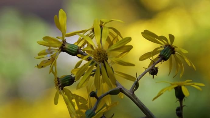 岐阜公園でツワブキの花