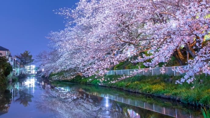袋井用水の夜桜