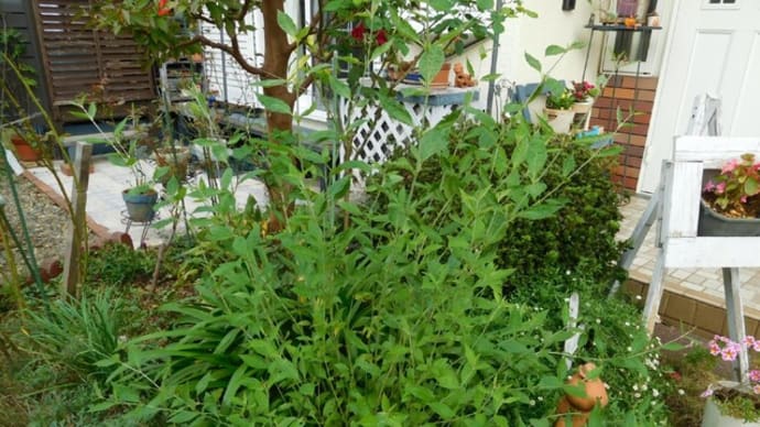 地植えにした”千日小坊”