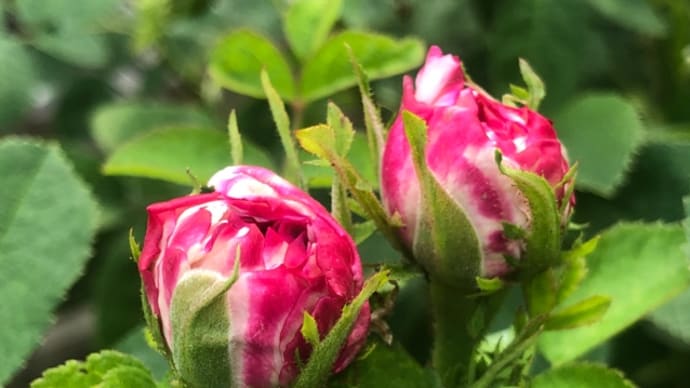 日記 植物園と動物園