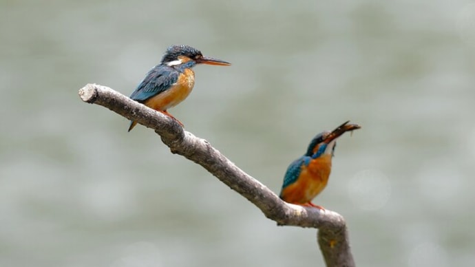 #カワセミと野鳥たち 1485