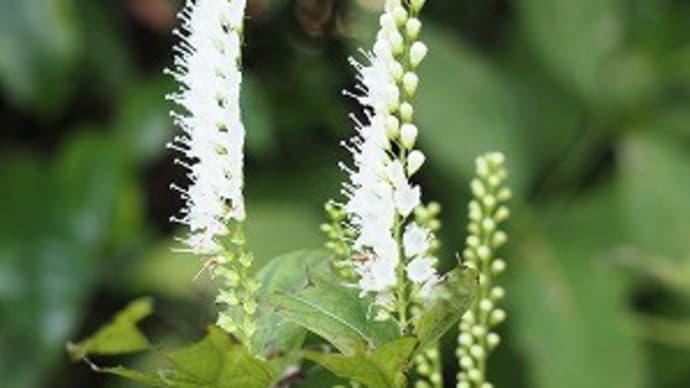 植物多様性センターの続きです~神代植物公園②~