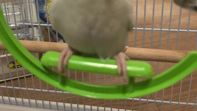 お預かりインコさん🦜はーちゃん編