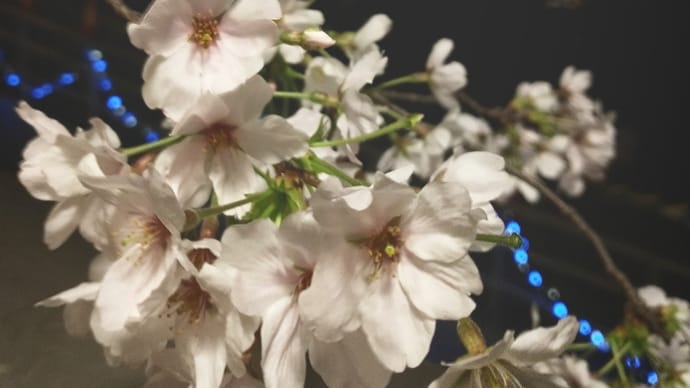 大川の桜 写真